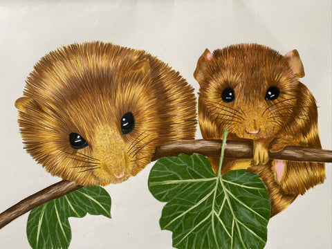 dormouse drawing