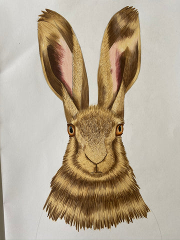 Hare Drawing