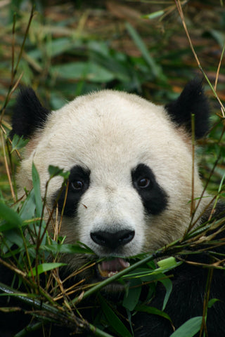 Giant Panda close up image in trees