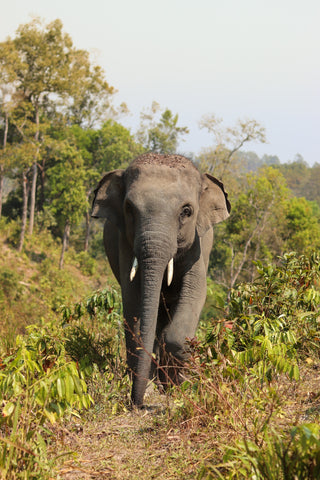 asian elephant photo in the wild, unique elephant gifts for her