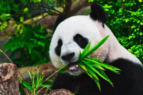 giant panda eating bamboo shoot
