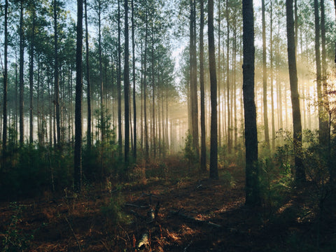 woodland habitat of a red squirrel example