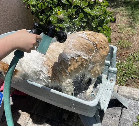 Bathing the dog outside using Doggo jet