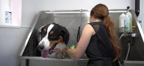 Dog groomer bathing the dog using Doggo jet