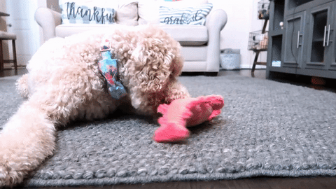 dog reacting to interactive dog toy floppy lobster