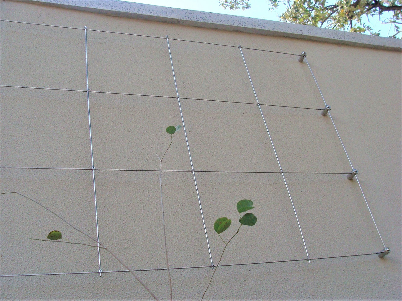 Cable trellis at Hasso Plattner D-school Afrika at UCT