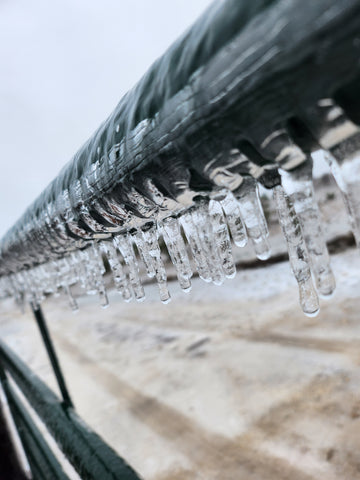 Frozen Rain at B. Blumen Flower Farm