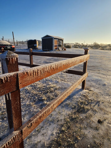 Frozen Fence at B. Blumen Flower Farm