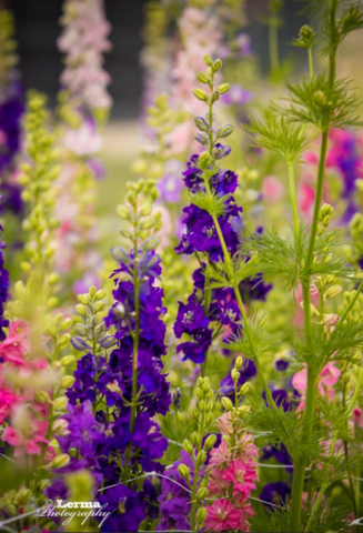 30 Best Spring Flowers - Popular Flowers to Plant in Spring