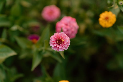 Pink Oklahoma Zinnia in field of flowers