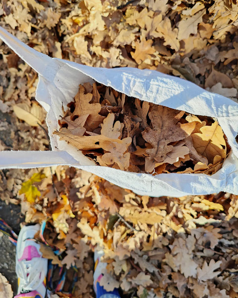 Collecting oak leaves to dye with