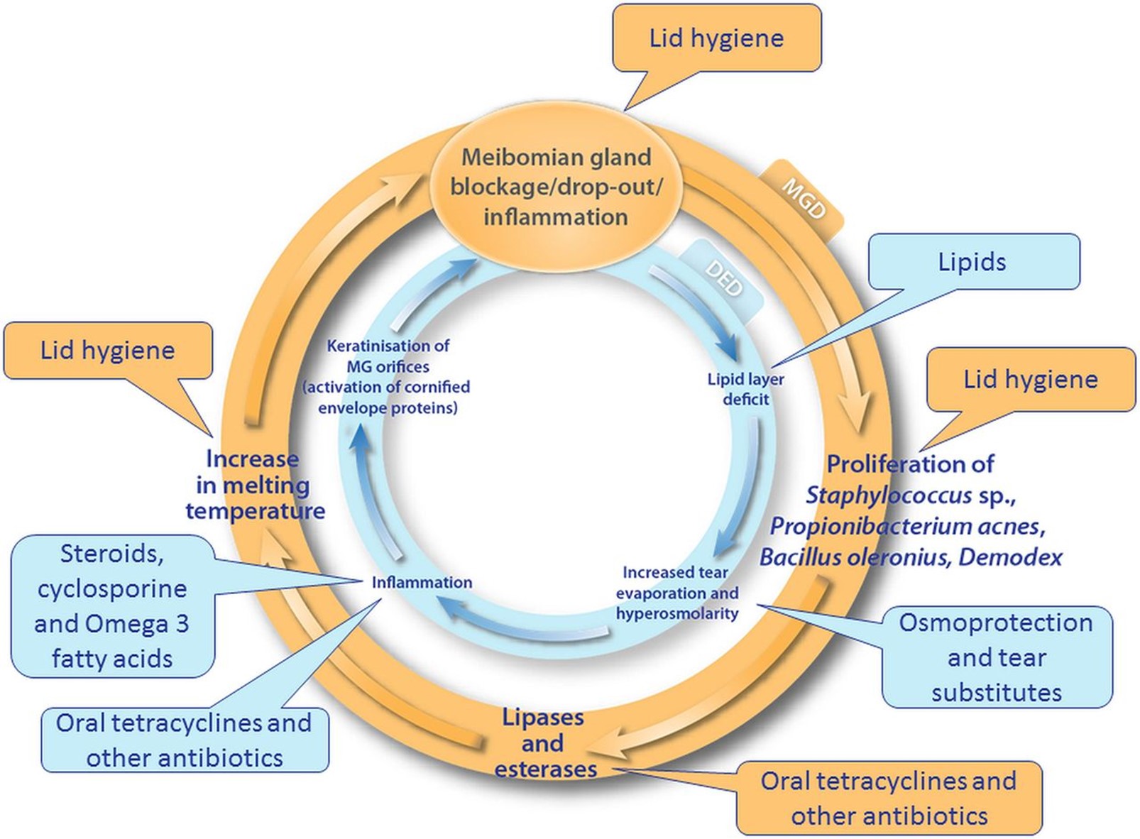 Figure 1- Avenova improves Lid Hygeine (Figure from Badouin et al 2016)