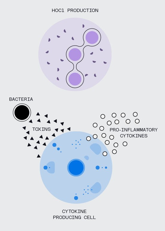 diagram demonstrating HOCl production in the body