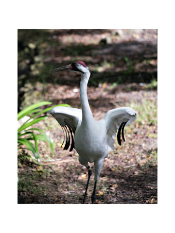 whooping crane dancing