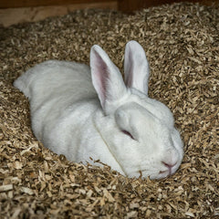 white bunny sleeping in hemp hurd animal bedding