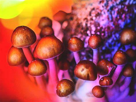 Magic Mushrooms For Sale in California