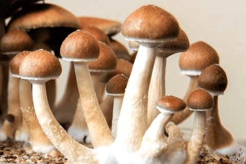 Psiocybin