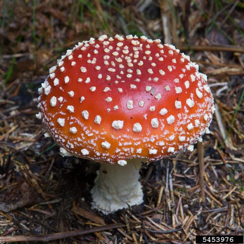 Eating a Amanita Muscaria Mushroom