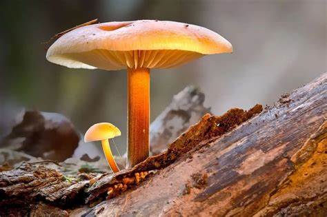 Magic Mushrooms For Sale In Georgia