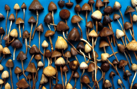 Buy Magic Mushrooms in Pennsylvania