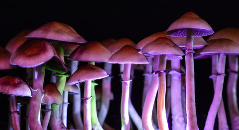 Magic Mushrooms For Sale in Texas