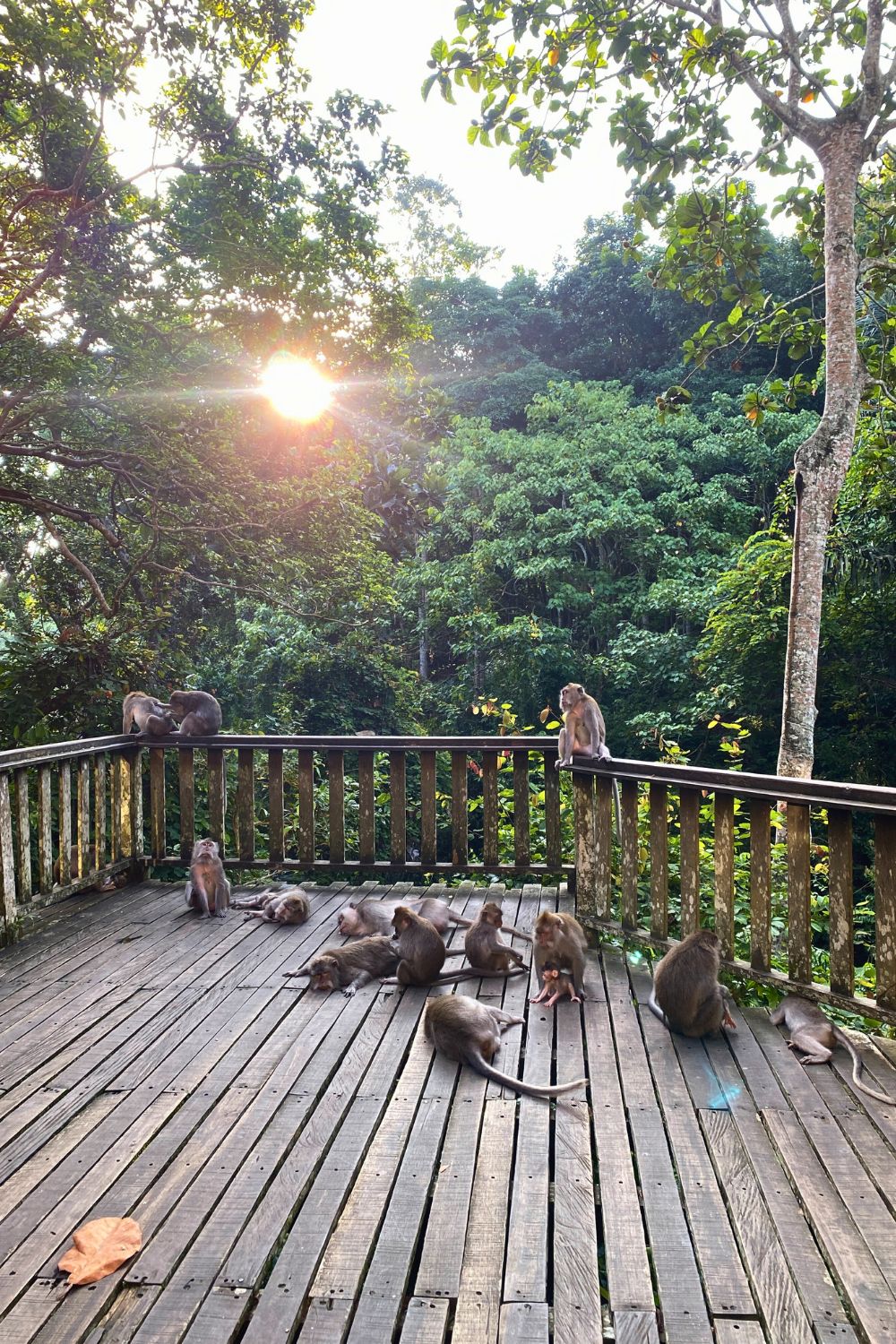 Monkeys lounging at sunset in Ubud’s Monkey Forest, a popular attraction for travelers visiting Bali for the first time.