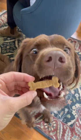 A dog chomps down on a Wag Butter dog treat
