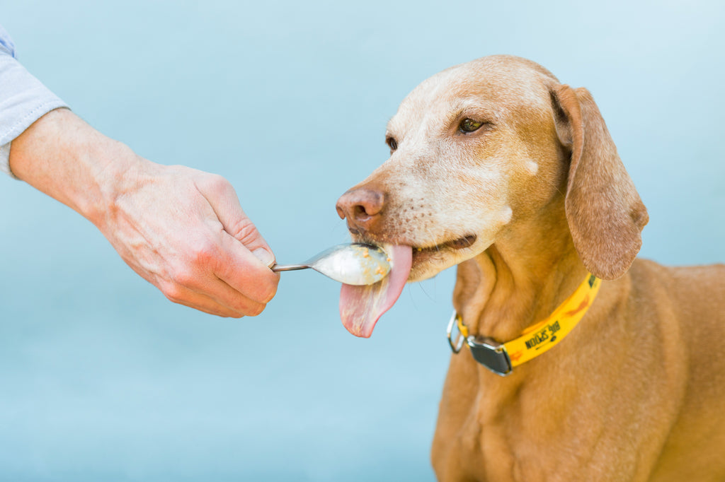 a dog licking a spoon of peanut butter on a light blue background