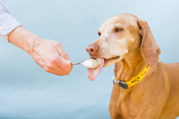 Rioja enjoys some Wag Butter