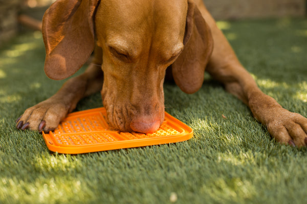 Gruner with a Lick Mat