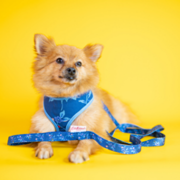 Cath Kidston® Yellow Bees Soft Pet Dog Harness – Poochella®