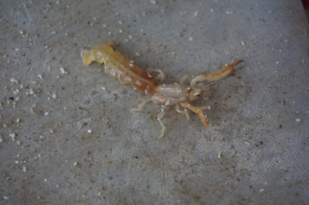 Guanaja Mantis Shrimp