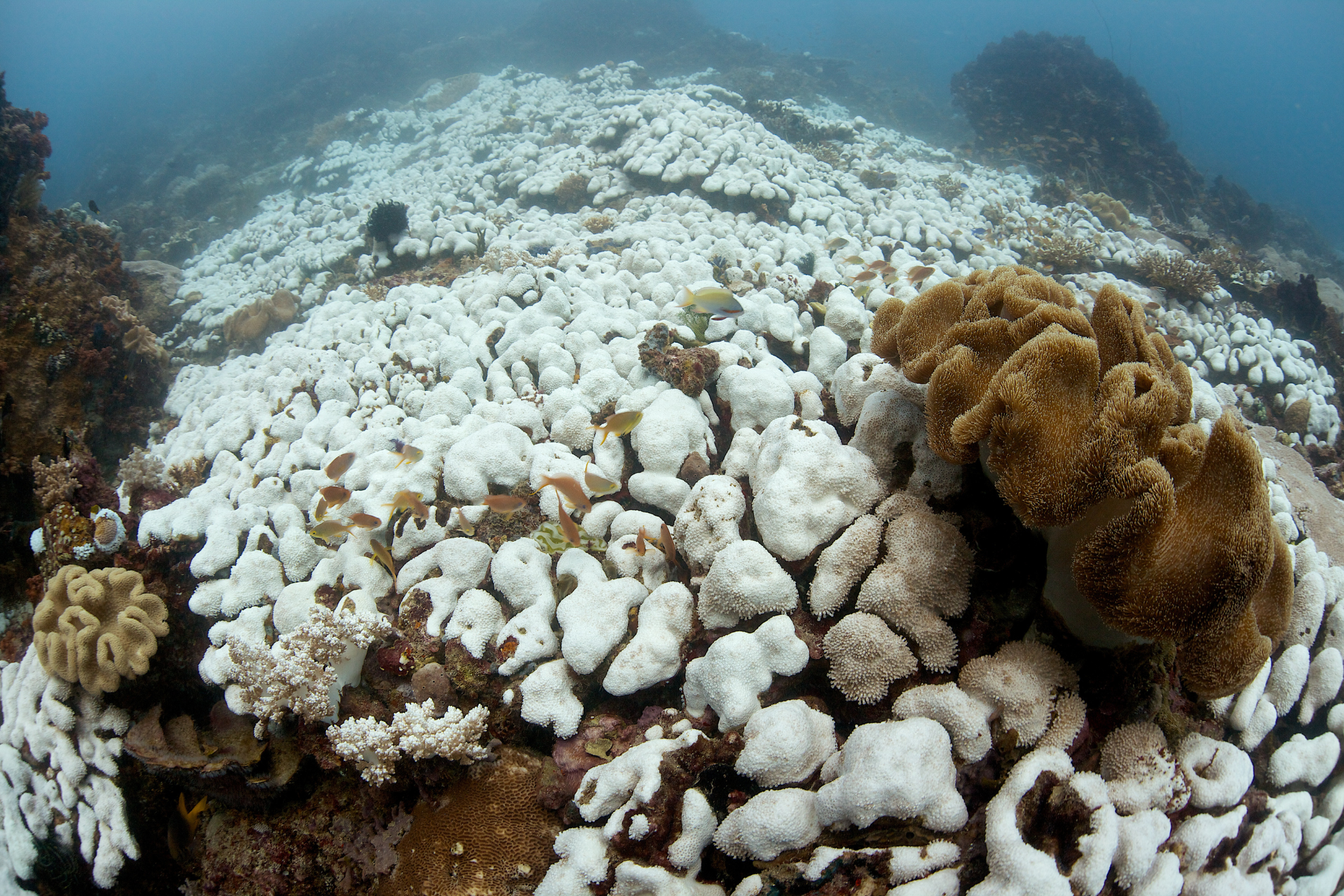 El blanqueamiento de los corales puede producir la muerte de grandes arrecifes_Se produce por el aumento de temperatura 