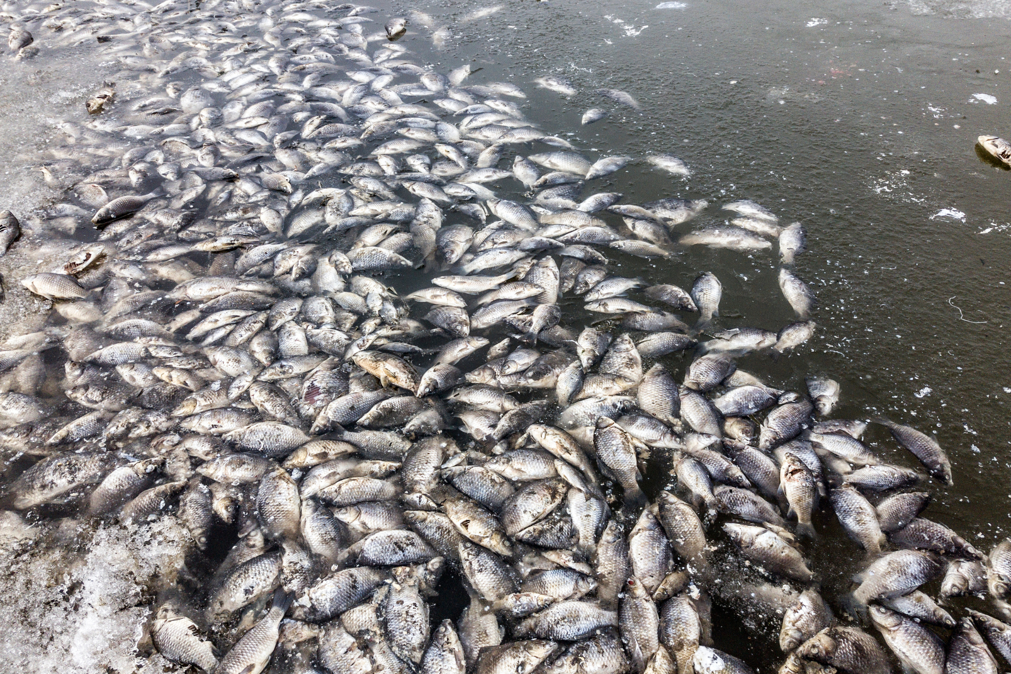 Intoxicación de peces por vertidos