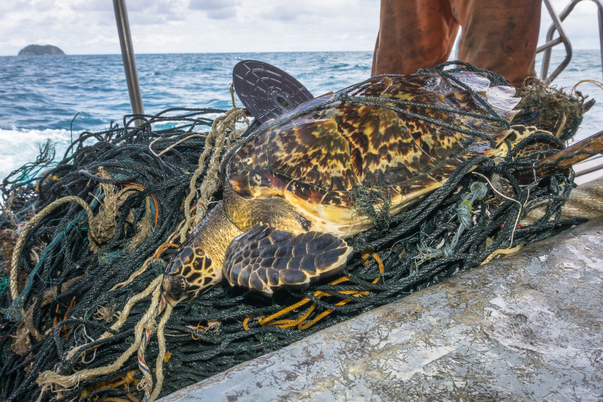 Las redes de pesca producen la muerte de muchos animales marinos