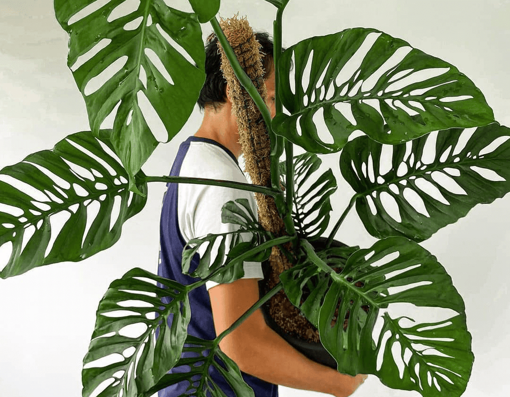 A man holding a pot of monstera punctulata