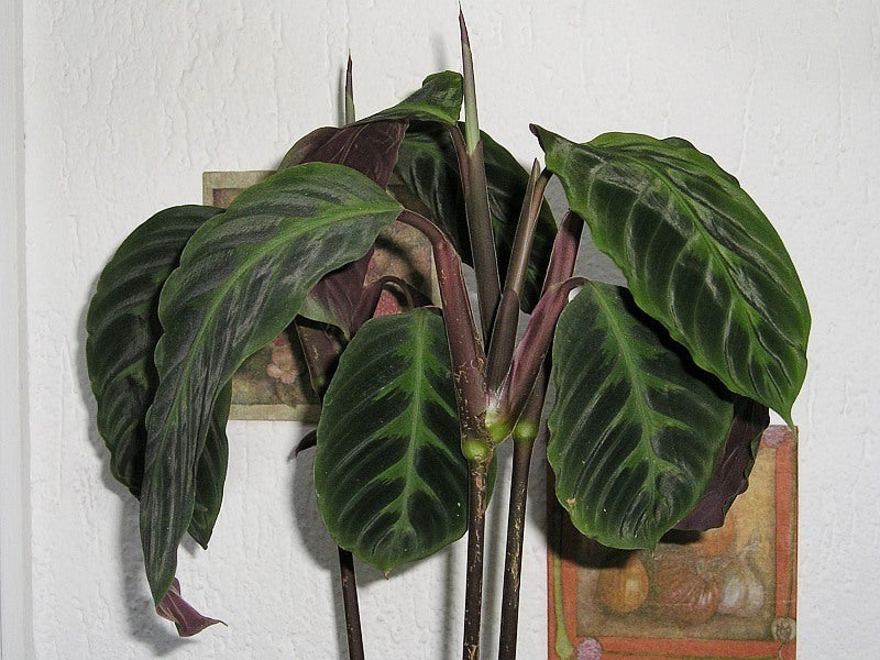 Dying leaves of Velvet Calathea warscewiczii  plant