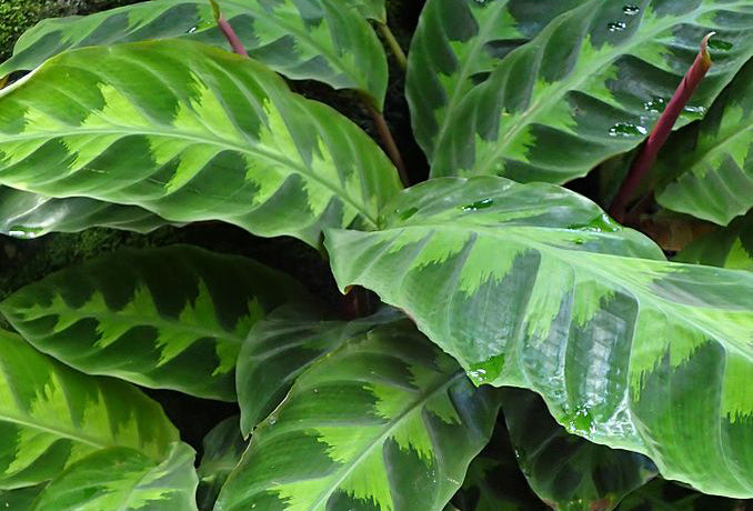 Watered Calathea warscewiczii plant