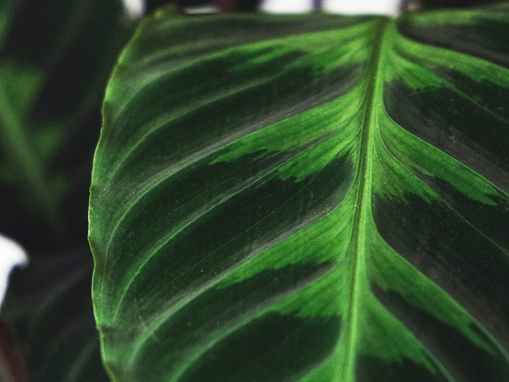 Close up of a Calathea warscewiczii leaf