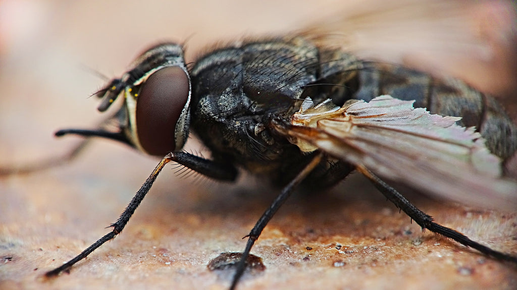 How Do You Get Rid Of Flies Outside? – Forbes Home