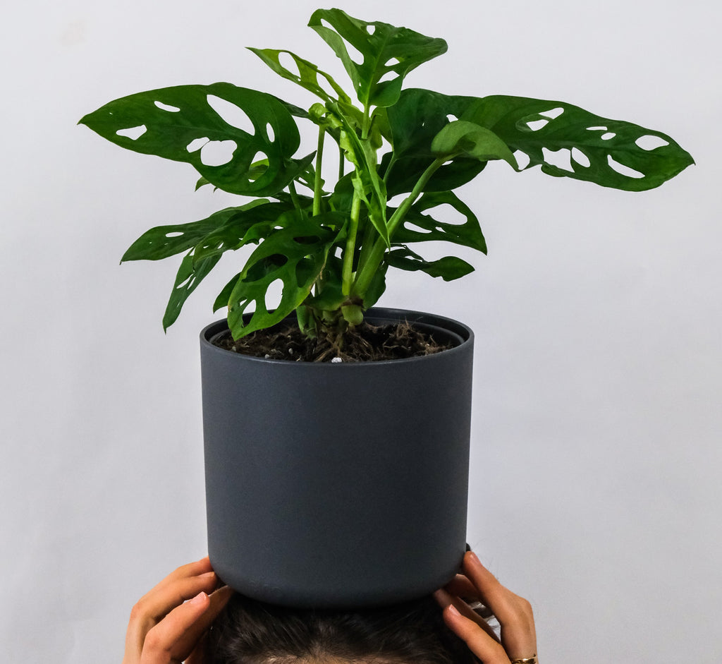 Girl with a Monstera obliqua on her head