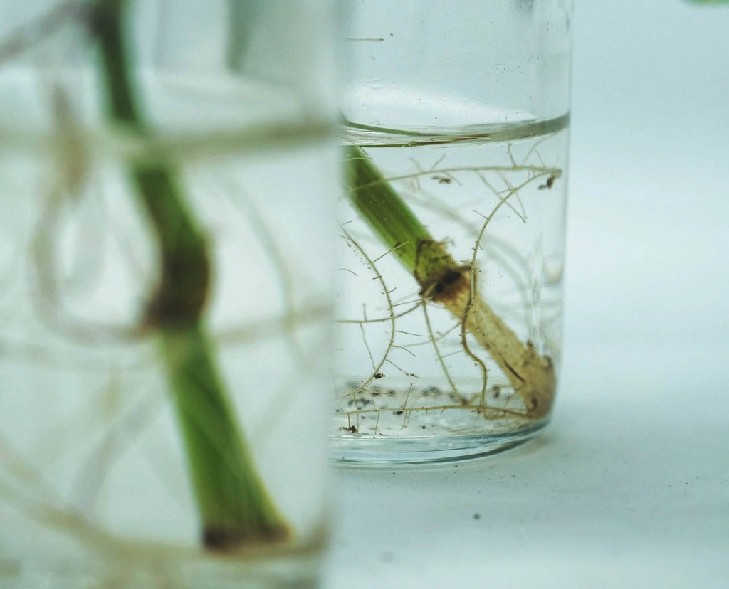 Plant roots on a clear jar with water