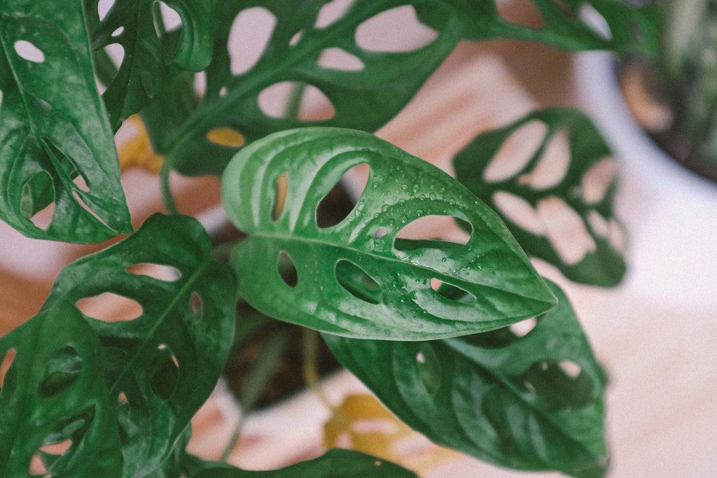 Close up of Monstera Adansonii green leaves