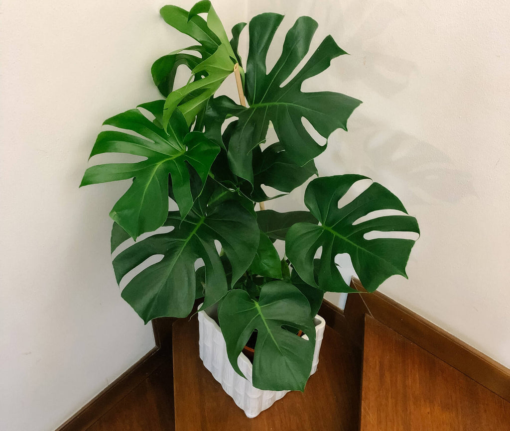 White potted monstera plant placed on the edge of the stairs