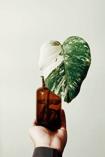 Variegated monstera in a bottle