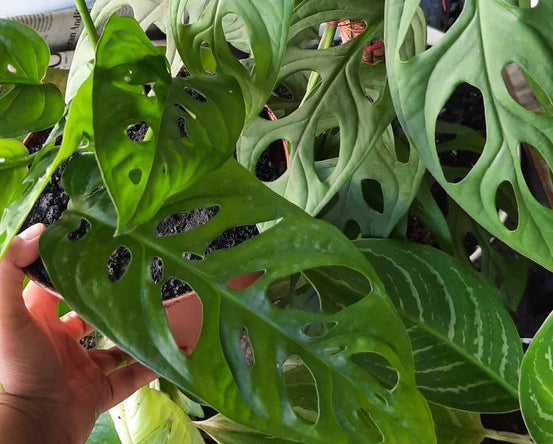 A hand touching a Monstera acuminata leaf