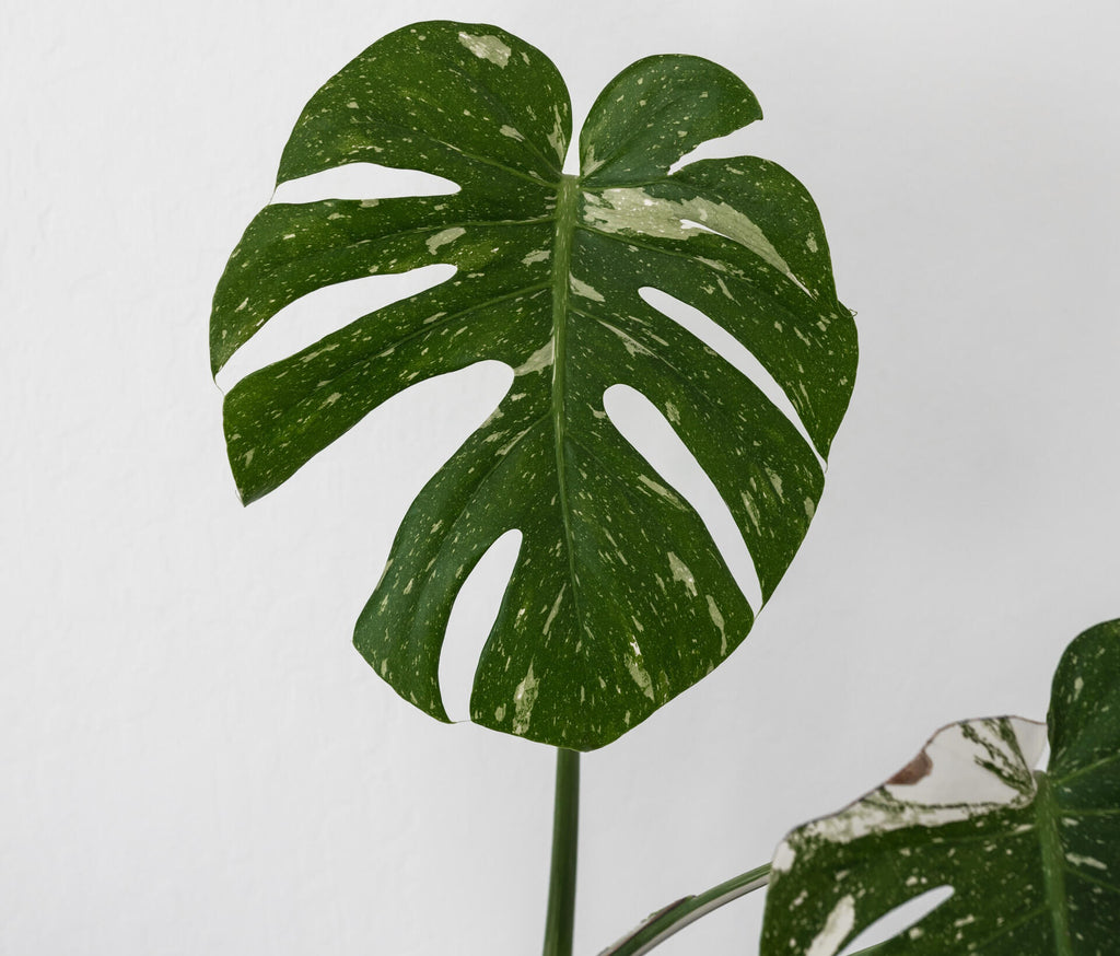 One leaf of variegated monstera