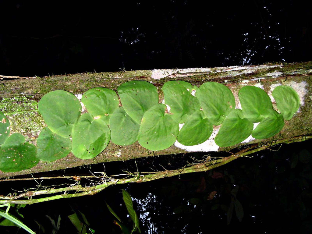 Heart-shaped leaves of Monstera Dubia crawling on a tree