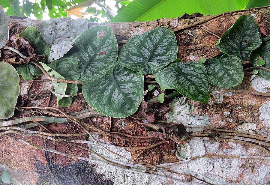 Monstera Dubia leaves climbing on a tree