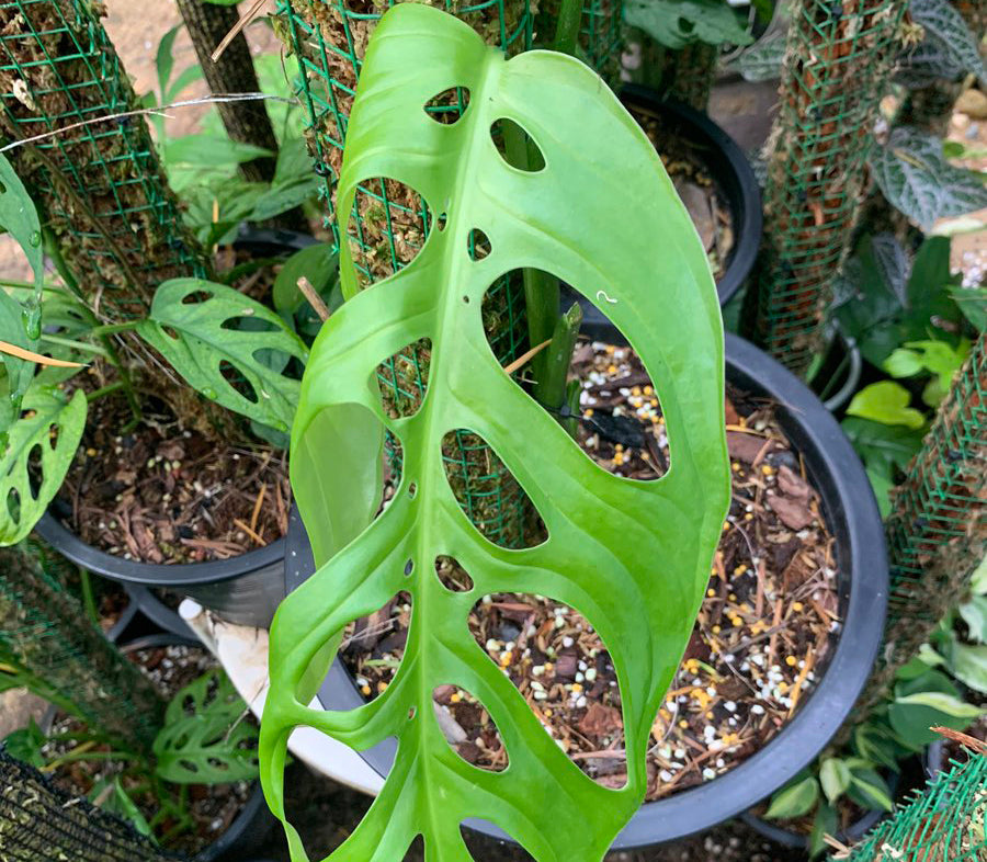 Potted Monstera esqueleto plants